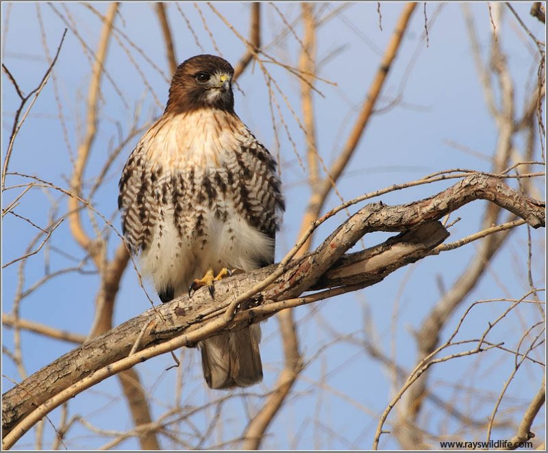Pictures Of Hawks Of Southern Ontario 17